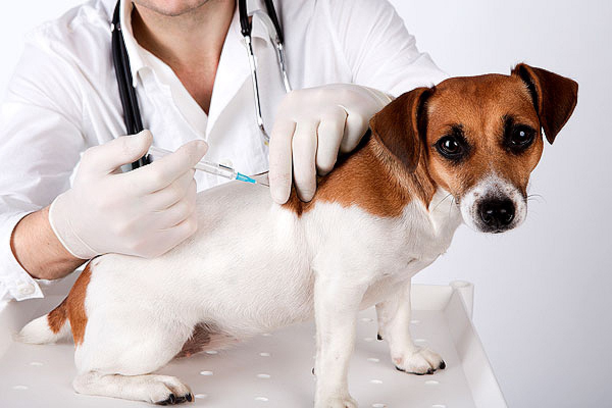 Campanha de Vacinação contra a Raiva Animal