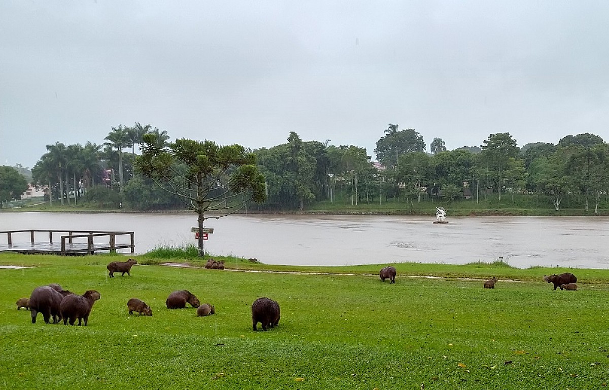 Secretaria reforça medidas para controle de carrapatos no Horto Florestal