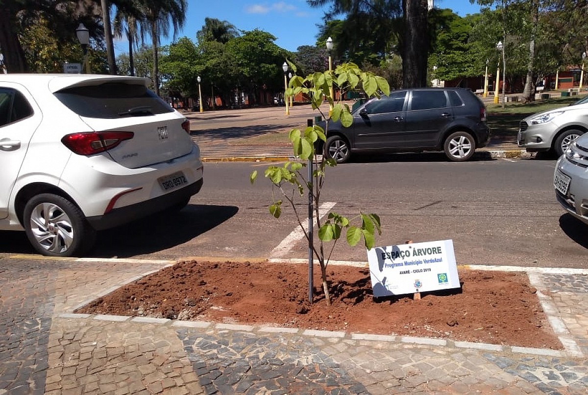 Lei estabelece parâmetros para plantio de árvores em calçadas