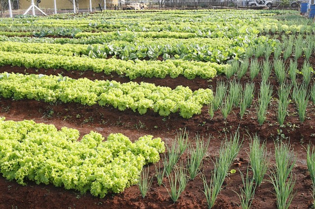 Projeto da Secretaria da Agricultura alia capacitação e responsabilidade social