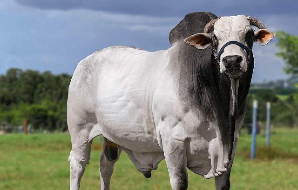 Programação da Exposição de Agronegócios