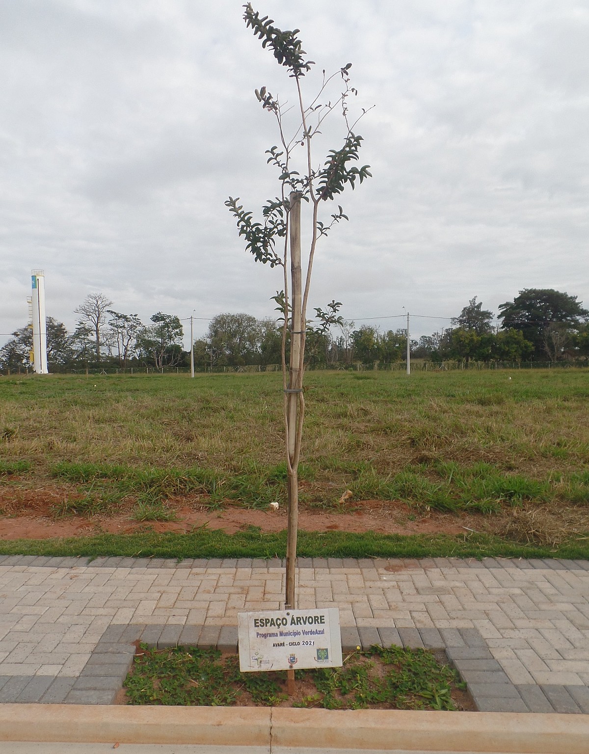 Lei municipal estabelece critérios para plantio de espécies em calçadas