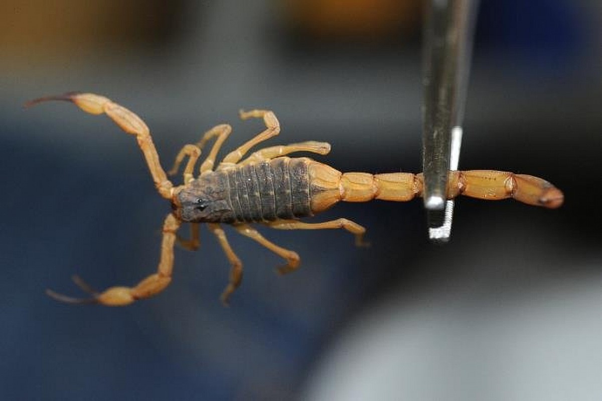 Alerta à população sobre os riscos de picada de escorpião