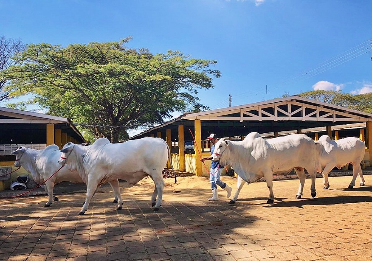 Exponel reúne mais de 250 animais na Emapa