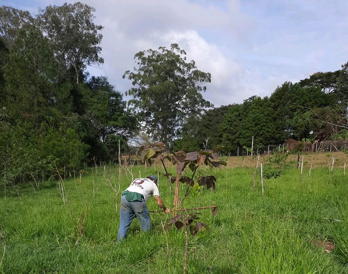 Nascente Modelo de Avaré passa por processo de restauração florestal