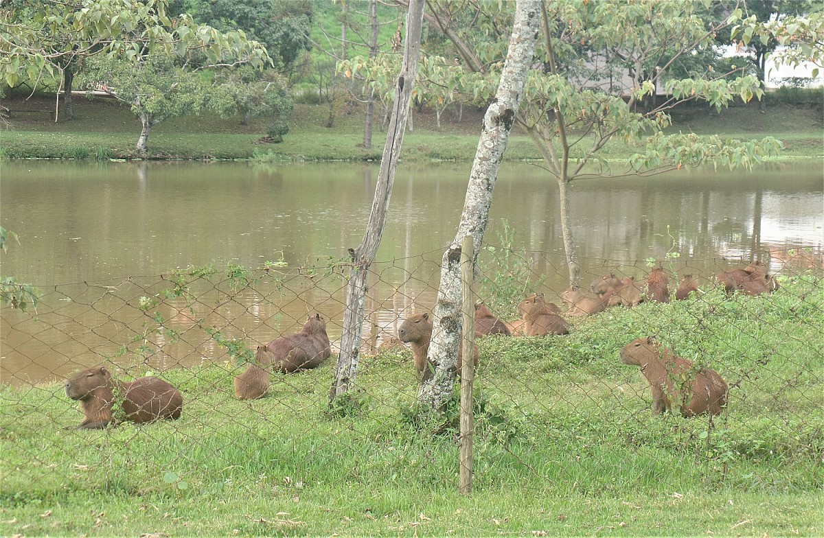 Secretaria monitora capivaras que vivem no Horto Florestal