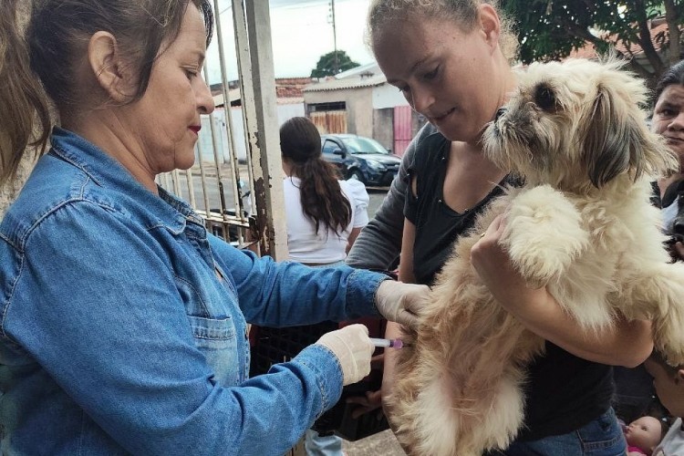 Avaré realiza nova etapa da vacinação antirrábica no dia 27