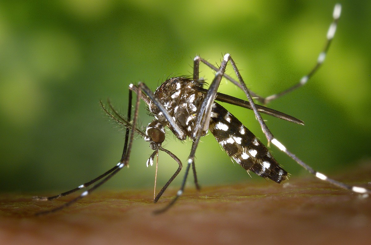 Alerta à população sobre os riscos de picada do “Mosquito da Dengue”