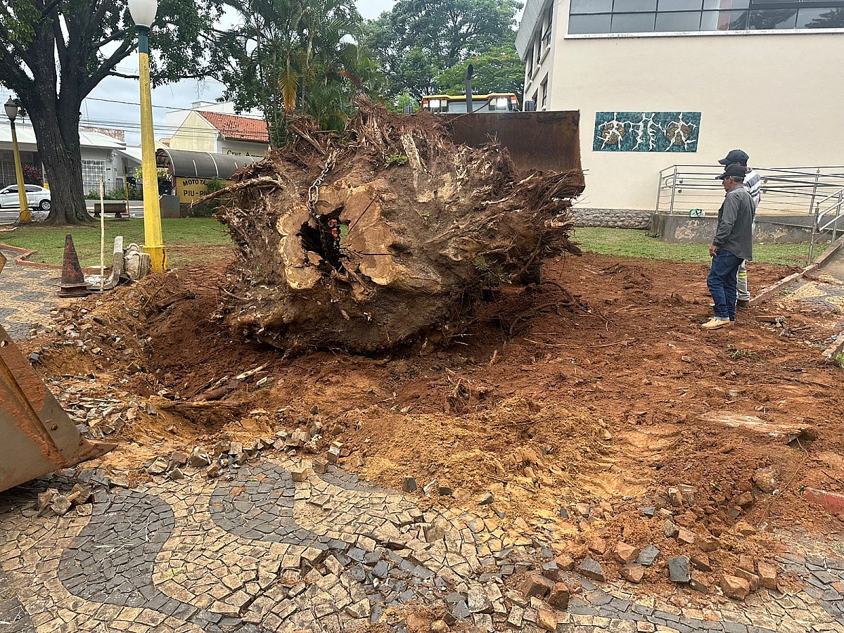 Prefeitura retira raízes de árvores caídas em praças de Avaré