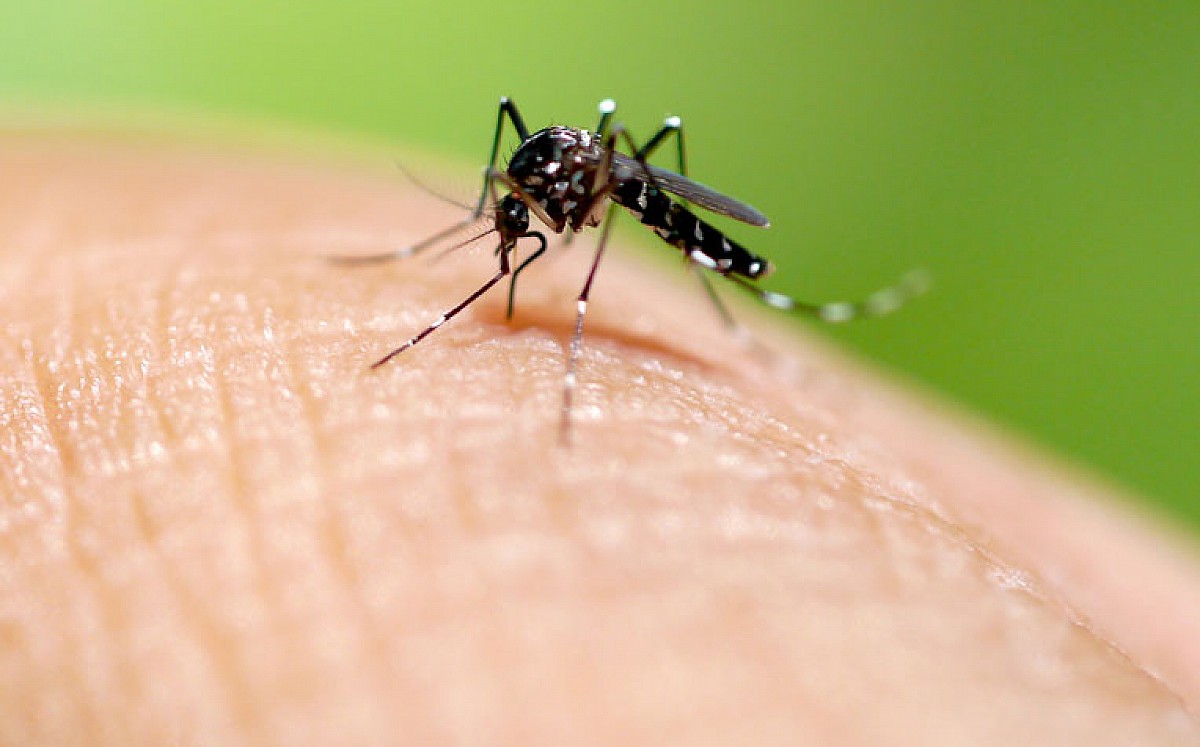 Vigilância Epidemiológica divulga dados sobre o Mosquito da Dengue em Avaré