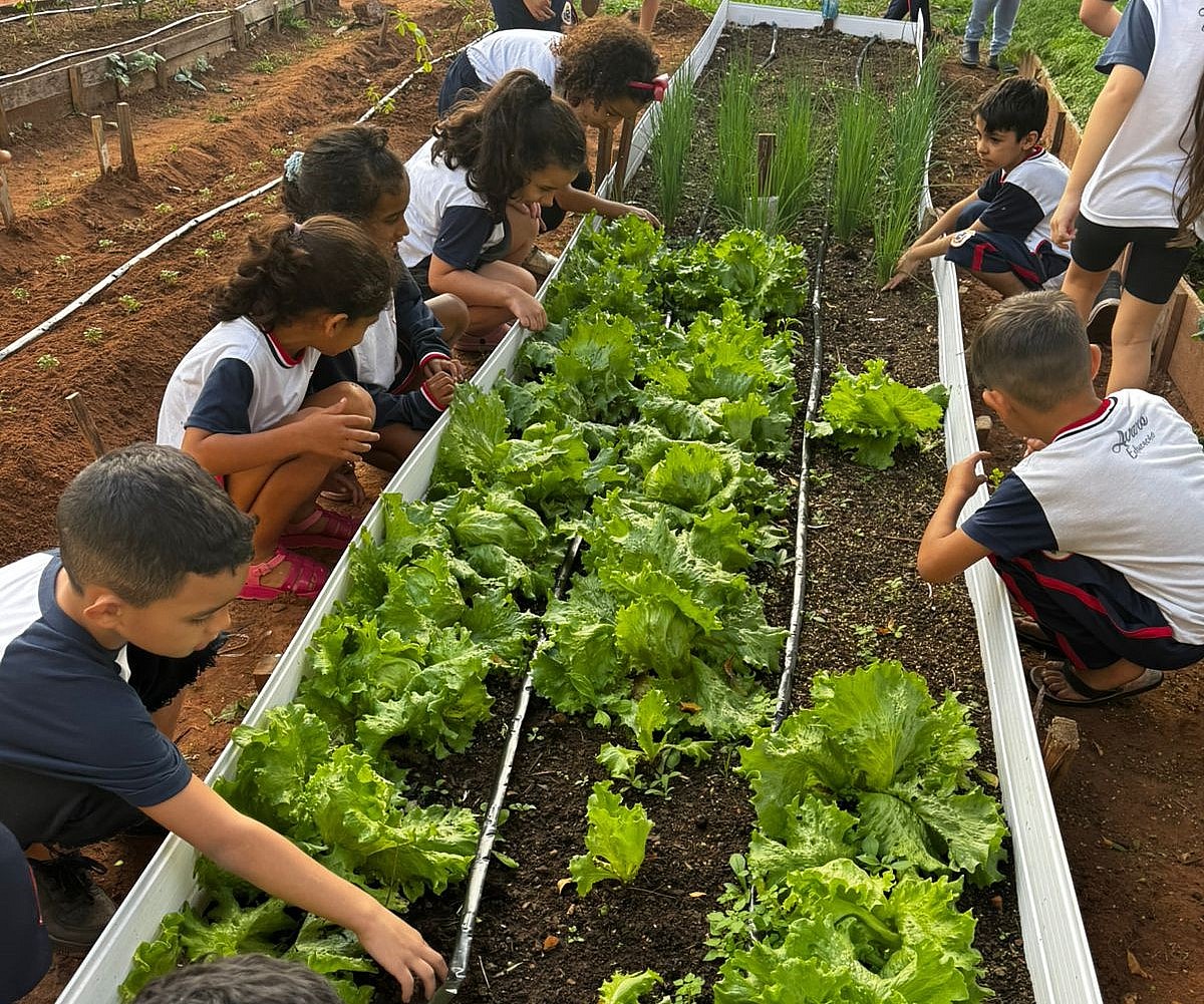 Horta escolar coloca alunos como protagonistas em projeto de educação ambiental