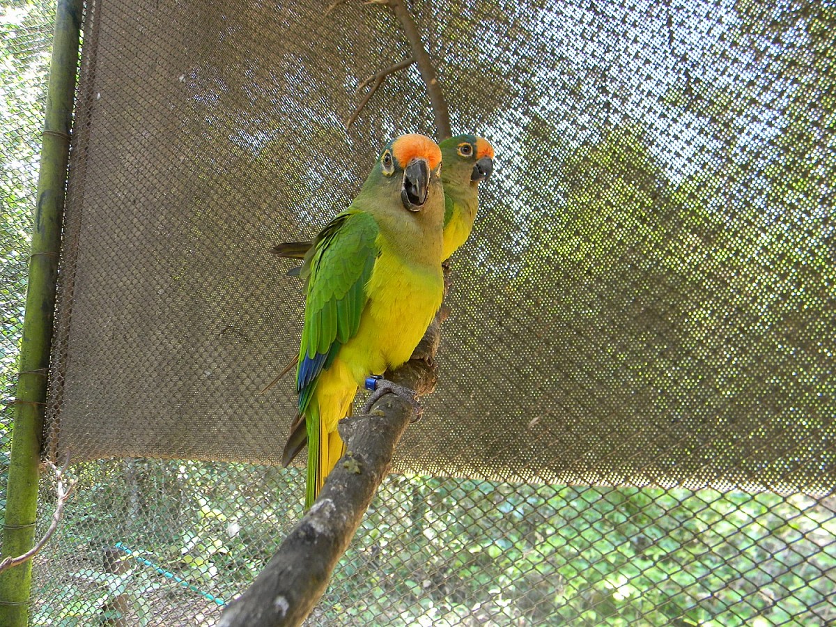 Meio Ambiente renova parceria com órgão que promove reabilitação de animais silvestres