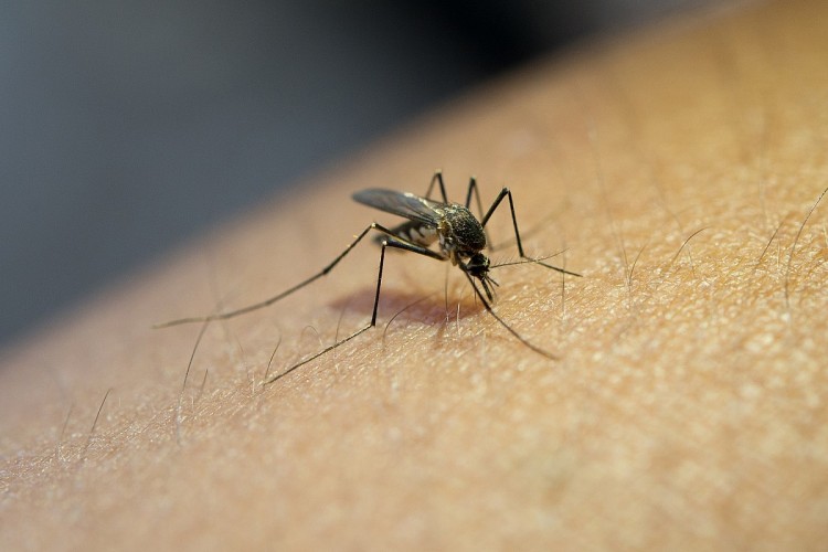 Evitar água parada é a melhor prevenção contra o Aedes aegypti