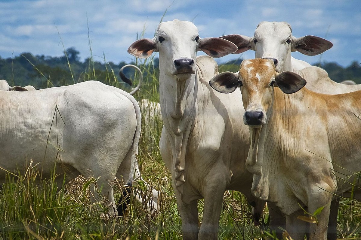 Prazo para vacinação contra brucelose vai até 31 de maio