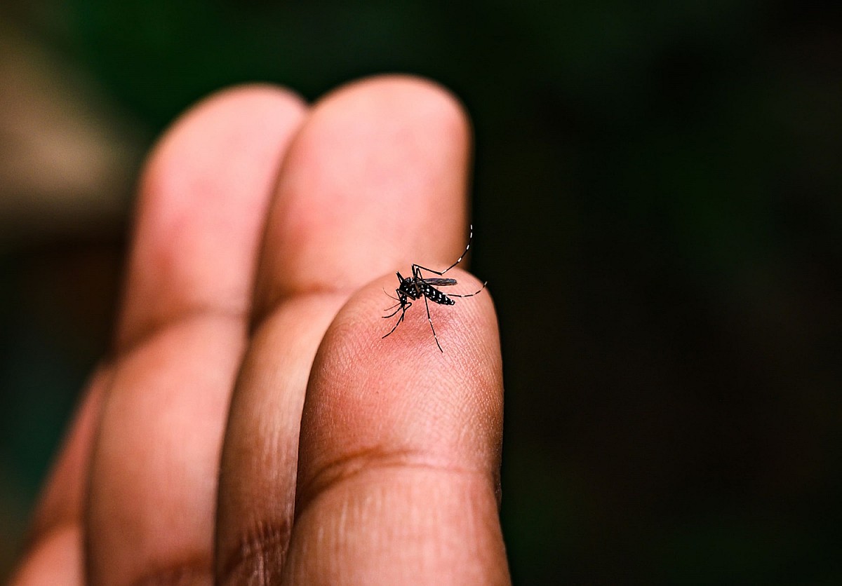 Ambulatório de Dengue registra quase 400 atendimentos em poucos dias de atividade