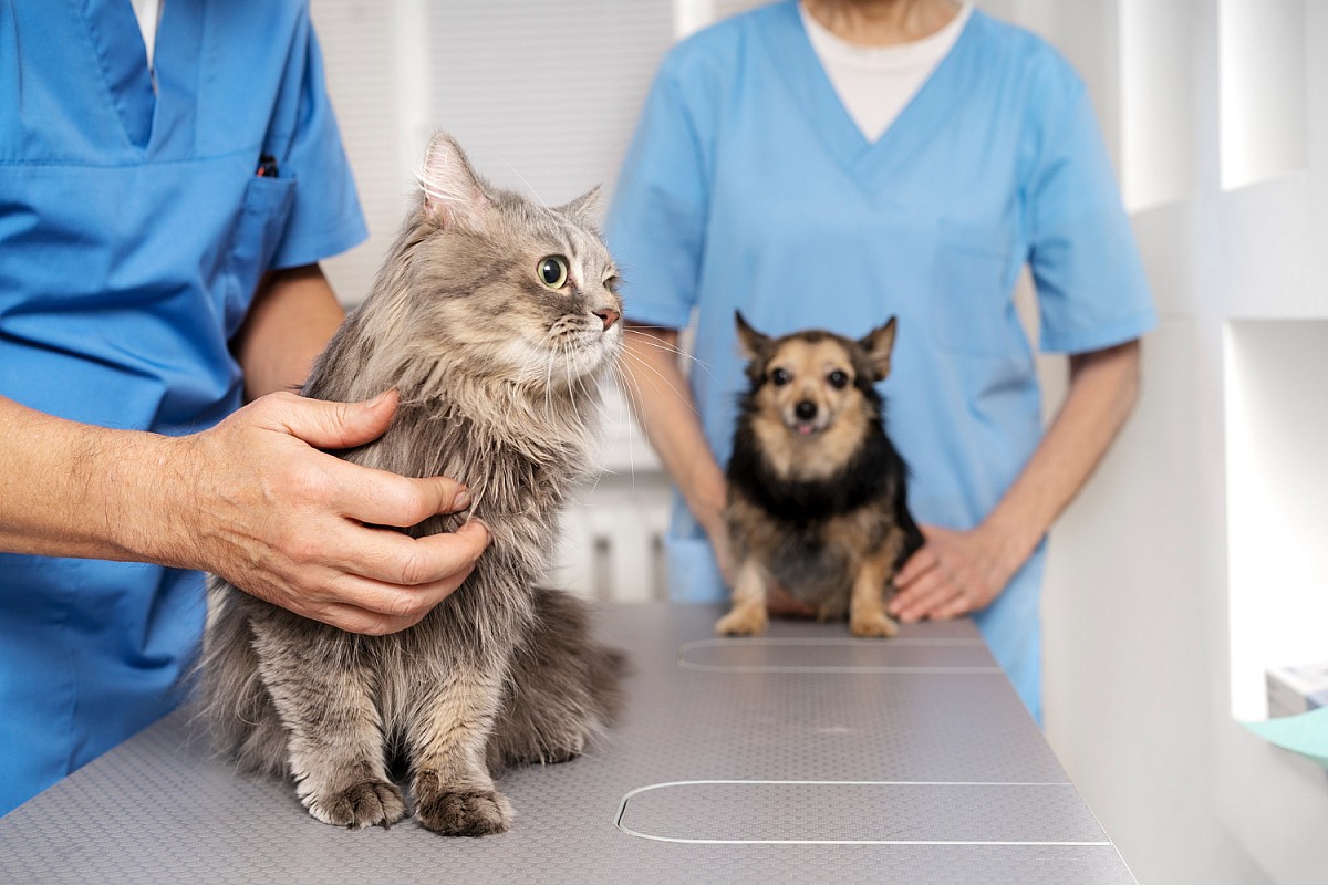 Clínica Veterinária Municipal vacina cães e gatos contra raiva na terça-feira, 13