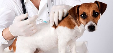 Campanha de Vacinação contra a Raiva Animal