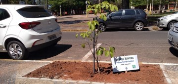 Lei estabelece parâmetros para plantio de árvores em calçadas