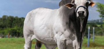 Programação da Exposição de Agronegócios