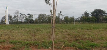 Lei municipal estabelece critérios para plantio de espécies em calçadas