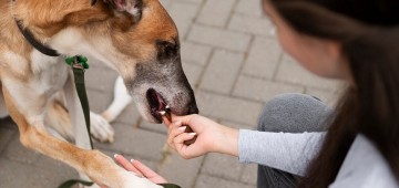 Cães e gatos são vacinados contra raiva nos dias 19, 20 e 21
