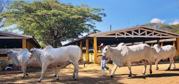 Exponel reúne mais de 250 animais na Emapa