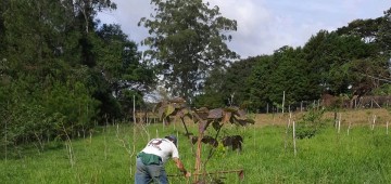 Nascente Modelo de Avaré passa por processo de restauração florestal