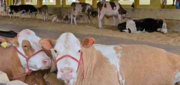 Tradicional exposição de animais é atração na 51ª Emapa