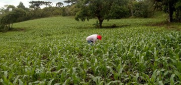 Avaré sedia fórum internacional sobre grãos orgânicos no dia 17