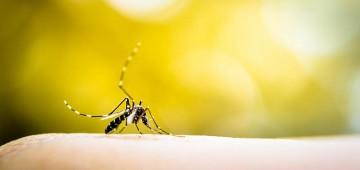 Mobilização contra dengue leva várias atividades ao Jardim Paineiras