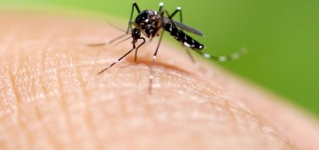 Vigilância Epidemiológica divulga dados sobre o Mosquito da Dengue em Avaré