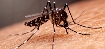 Combate à dengue: UBS Ipiranga será referência no atendimento de casos suspeitos