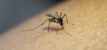 Evitar água parada é a melhor prevenção contra o Aedes aegypti