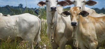 Prazo para vacinação contra brucelose vai até 31 de maio