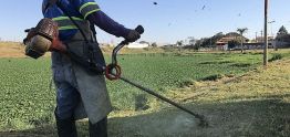 Iniciado o combate aos pernilongos